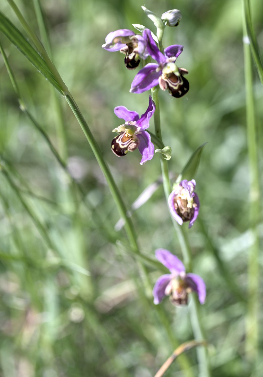 Ophrys abeille
