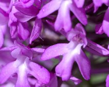 Orchis pyramidal