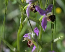 Ophrys abeille