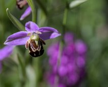 Ophrys abeille