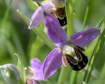 Ophrys abeille