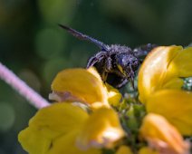 Abeille charpentière sur sauge sclarée