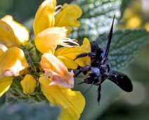 Abeille charpentière sur sauge sclarée