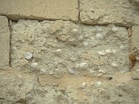 Fossiles dans un mur