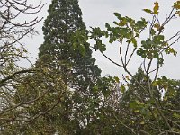 Arboretum et séquoia