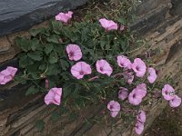 Liserons dans un mur : Cadaqués,liseron