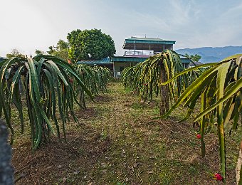 Verger de fruits du dragon  Le pitaya ou fruit du dragon est le fruit de différentes espèces de cactus