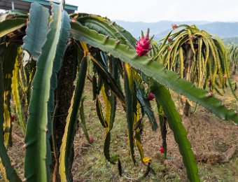 Culture de fruits du dragon