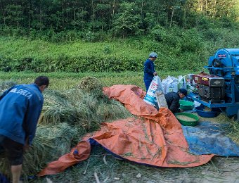 Battage mécanique du riz