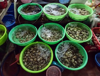 Produits de la mer  au marché de Cat Ba (coquillages)