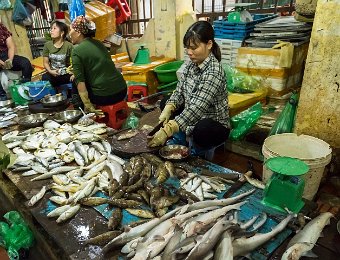 Produits de la mer  au marché de Cat Ba (poissons)