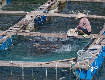 Ferme aquacole : nourrissage des poissons