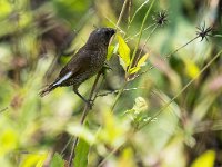 Un des seuls oiseaux photographié au Vietnam dans le parc national de Cat Ba
