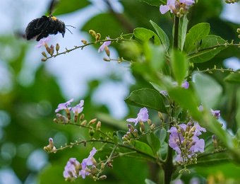 Bourdon sur vaniller de Cayenne