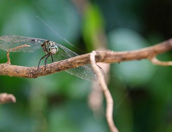 Grande libellule