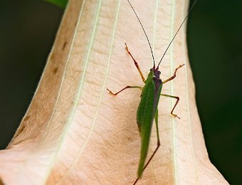 Criquet sur fleur de datura