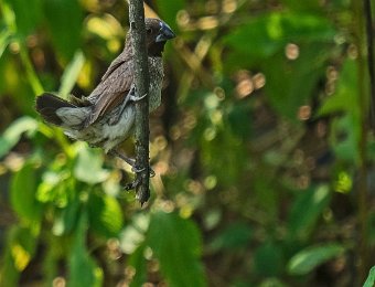 Oiseau non identifié (parc national de Cat Ba)
