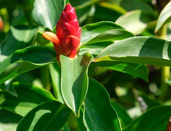Costus