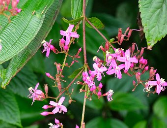 Saponaire faux basilic