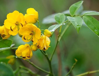 Senna bicapsularis