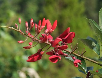 Erythrine crête de coq