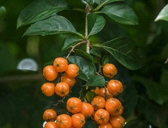 Vanillier de cayenne