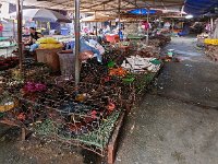 Marché aux volailles