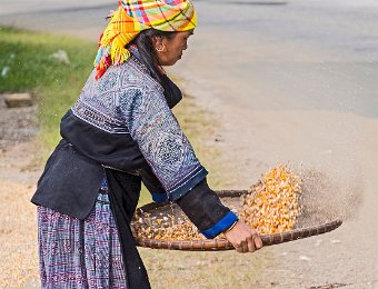 Femme H'mong nettoyant des grains de maïs