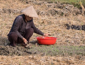  Paysanne repiquant du maïs