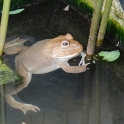 DSC 1426  Grenouille